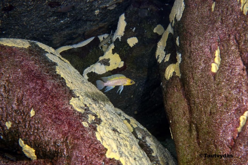 Neolamprologus longior 'Mahale Mountains NP'